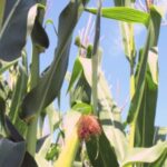Importance of Maize