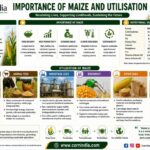 Importance of Maize and Utilisation