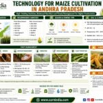 Technology for Maize Cultivation in Andhra Pradesh