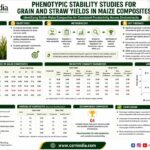 Phenotypic Stability Studies for Grain and Straw yields in Maize Composites