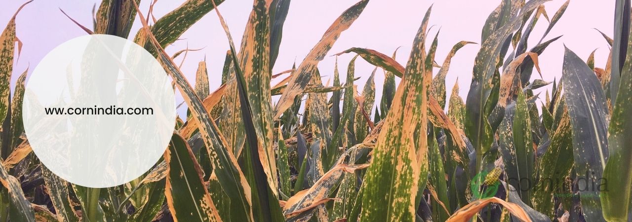 Association Studies of Grain Yield with its Yield Parameters Under Turcicum Leaf Blight Stress in Maize (Zea Mays,L.)