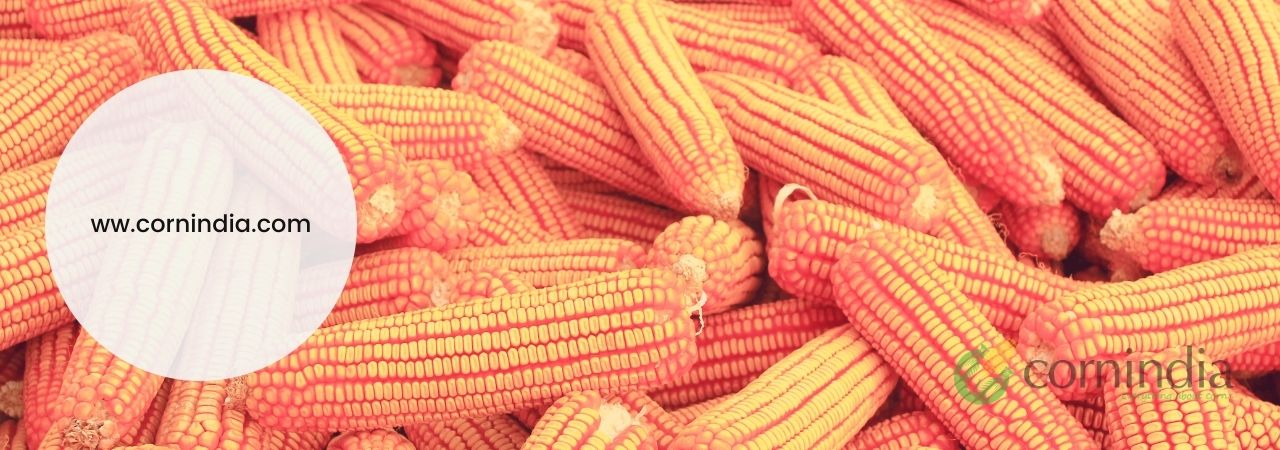 India corn likely to rise on low supplies, higher demand