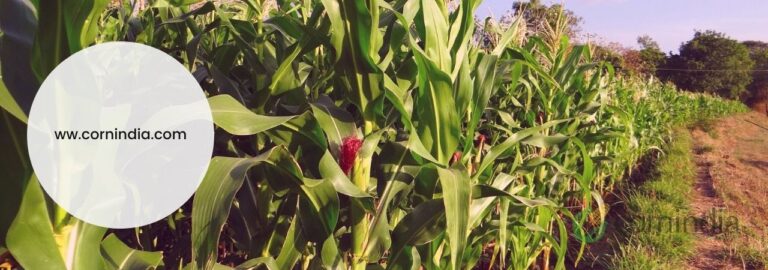 Screening of Maize Elite Inbred Lines for Resistance to Sesamia inferens