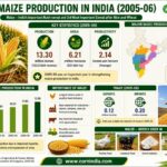 Maize Production in India 2005 06
