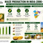 Maize Production in India 2006 07