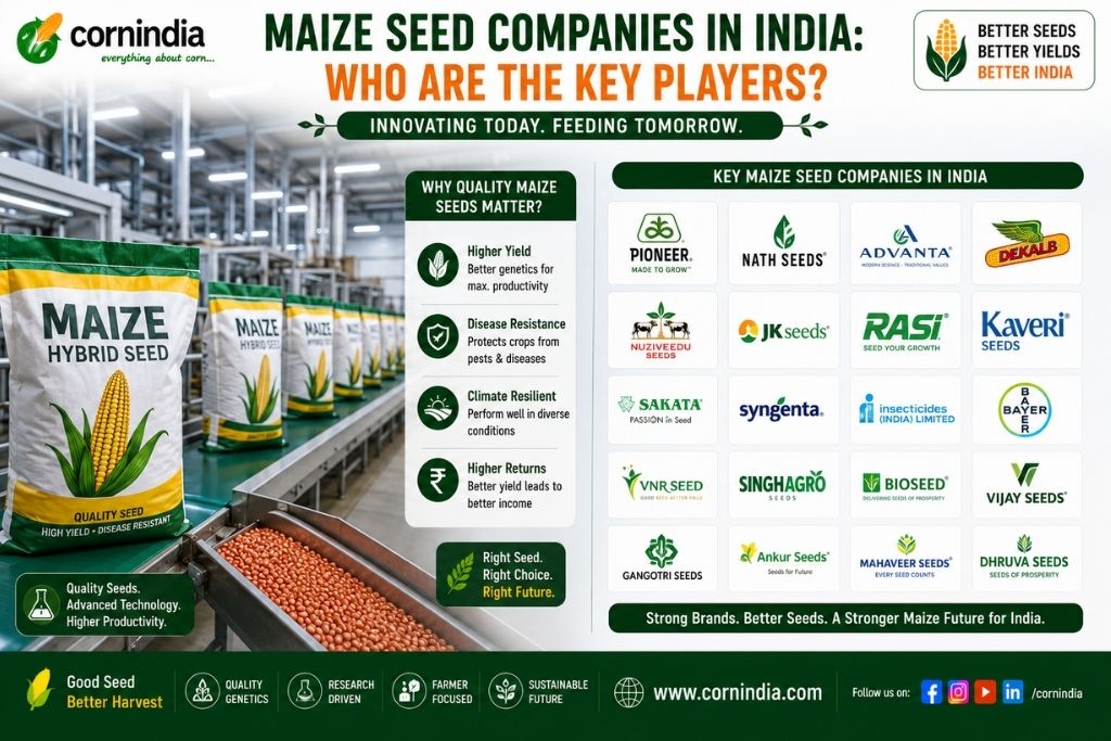 Home 1 Maize Seed Companies in India